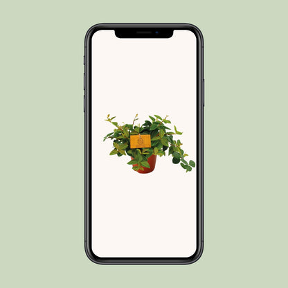 Peperomia Angulata Rocca Scuro – Pflegeleichte Zimmerpflanze Ø12cm