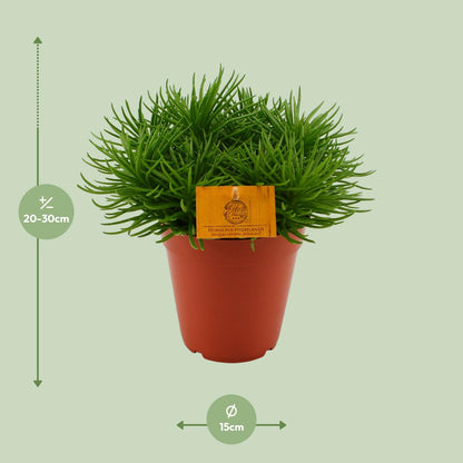 Senecio Himalaya – Pflegeleichte Zimmerpflanze Ø15cm
