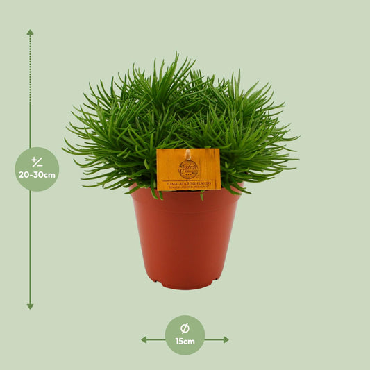 Senecio Himalaya – Pflegeleichte Zimmerpflanze Ø15cm