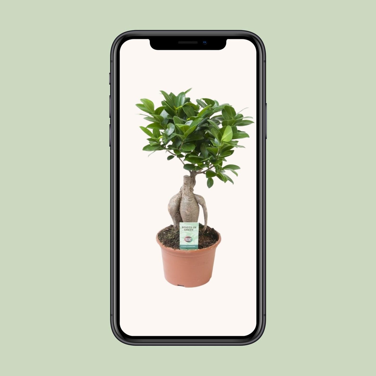 Ficus Ginseng Ø15cm – Pflegeleichte, robuste Zimmerpflanze