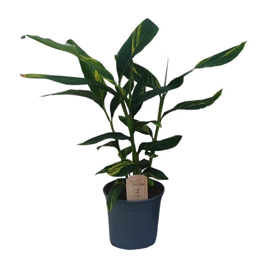 Zieringwer – Tropische, pflegeleichte Zimmerpflanze im 21 cm Topf