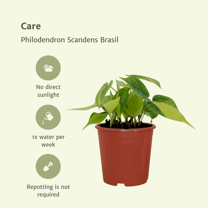 Philodendron Scandens Brasil – 4er-Set, pflegeleicht & grün