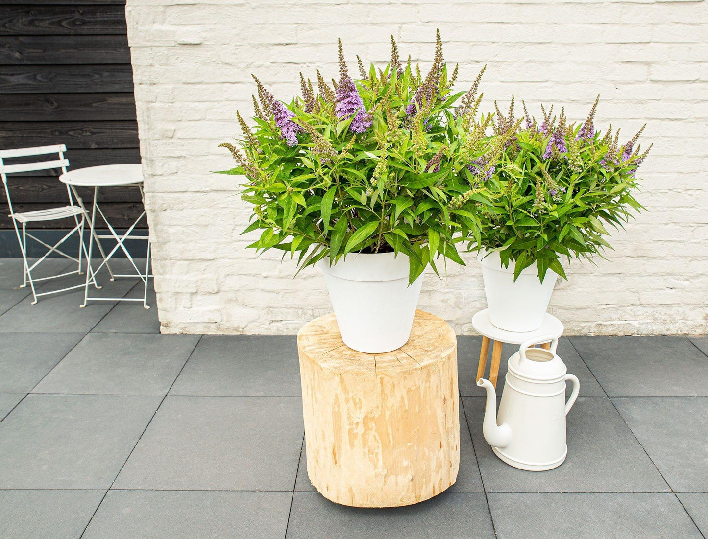 Buddleja davidii 'Butterfly Candy Little Lila' – kompakter Schmetterlingsflieder Ø19cm