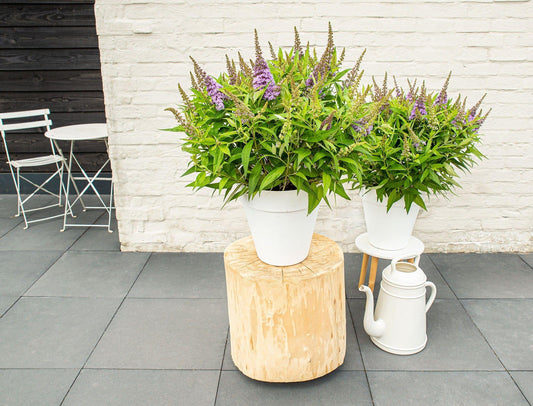 Buddleja davidii 'Butterfly Candy Little Lila' – kompakter Schmetterlingsflieder Ø19cm