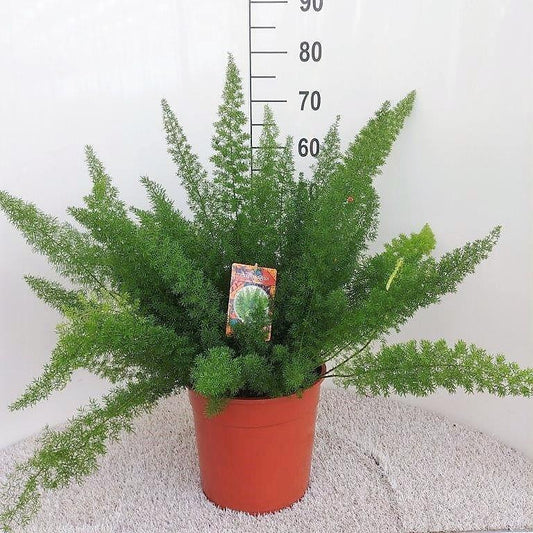 Spargelfarn (Asparagus densiflorus) Ø27cm, 60cm hoch