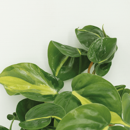 Philodendron Scandens Brasil – 4er-Set, pflegeleicht & grün