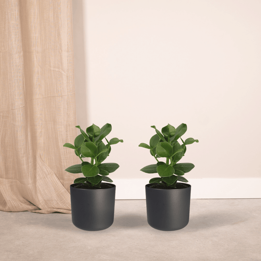 Clusia Princess Zimmerpflanze – 2er Set, Ø12cm, ca. 15cm hoch