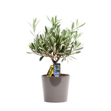 Olivenbaum Ø16cm – Mediterranes Flair & pflegeleicht