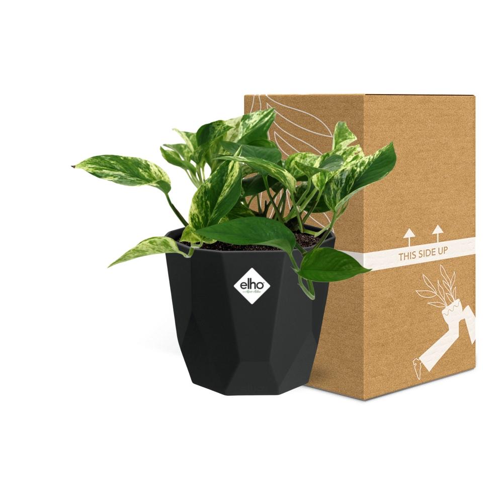 Scindapsus Marble Queen – Pflegeleichte Zimmerpflanze 14cm