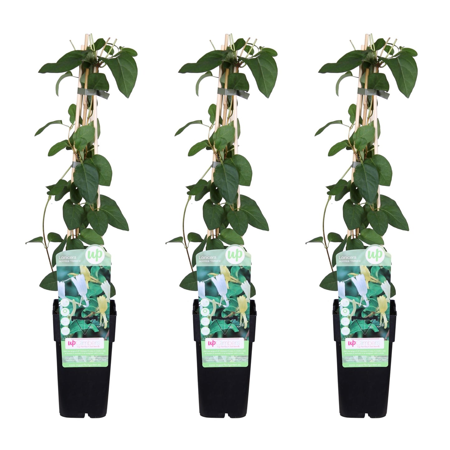 3x Lonicera japonica 'Halliana' – Duftendes Geißblatt Ø15cm