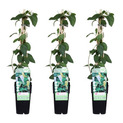 3x Lonicera japonica 'Halliana' – Duftendes Geißblatt Ø15cm