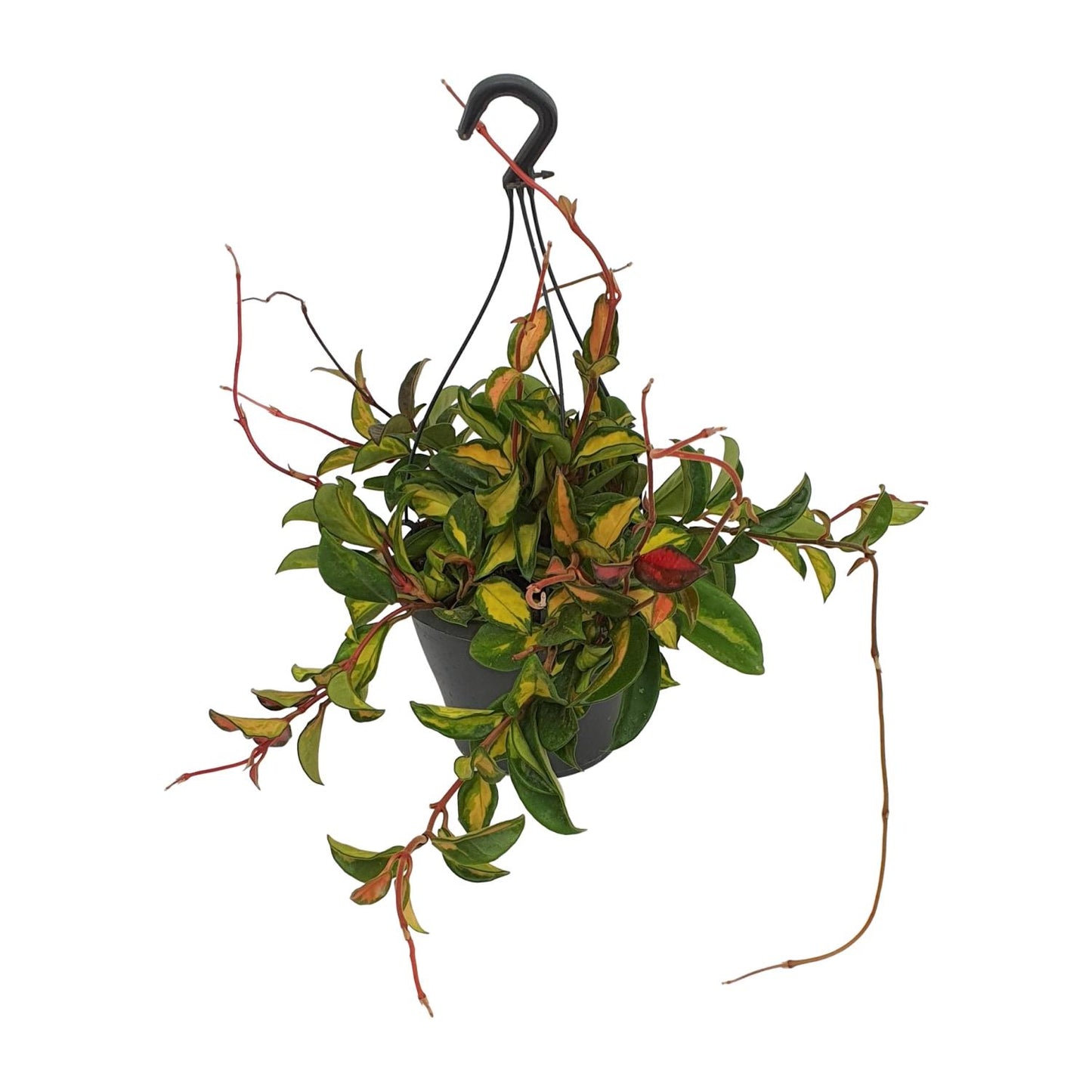 Wachsblume Tricolor – Pflegeleichte Zimmerpflanze Ø19cm