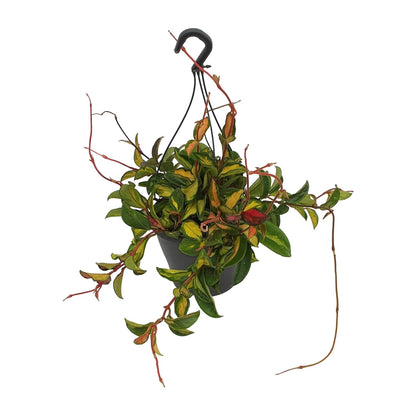 Wachsblume Tricolor – Pflegeleichte Zimmerpflanze Ø19cm
