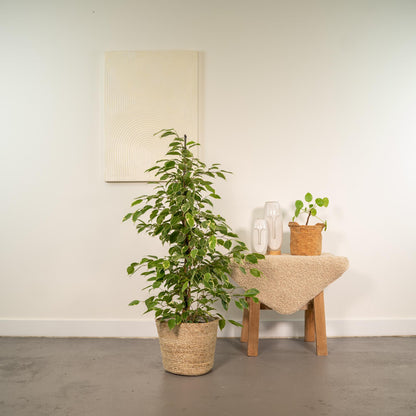 Ficus benjamina Goldenking Ø21cm mit Korb Selin