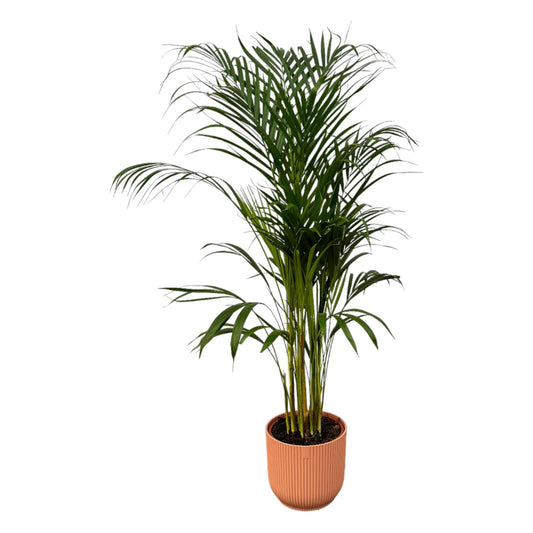Areca-Palme Ø21cm – 110cm hoch im rosa elho Topf