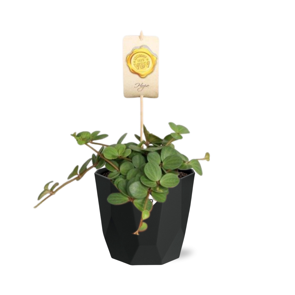 Peperomia ‘Hope’ – Pflegeleichte Zimmerpflanze im 14cm Topf