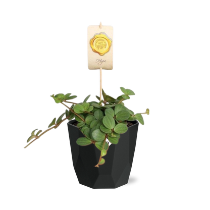 Peperomia ‘Hope’ – Pflegeleichte Zimmerpflanze im 14cm Topf