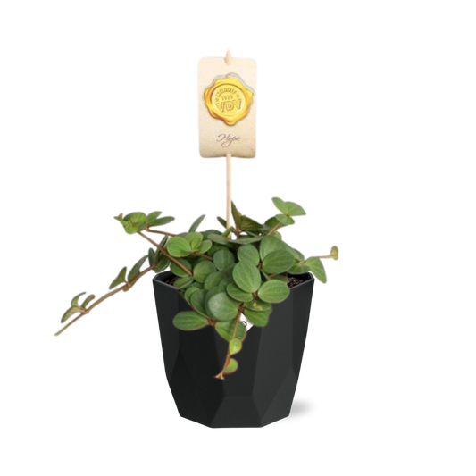Peperomia ‘Hope’ – Pflegeleichte Zimmerpflanze im 14cm Topf