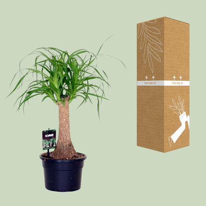 Beaucarnea Nolina – Pflegeleichte Zimmerpflanze Ø17cm