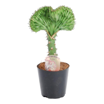 Euphorbia lactea Cristata – Korallen-Kaktus, 35 cm