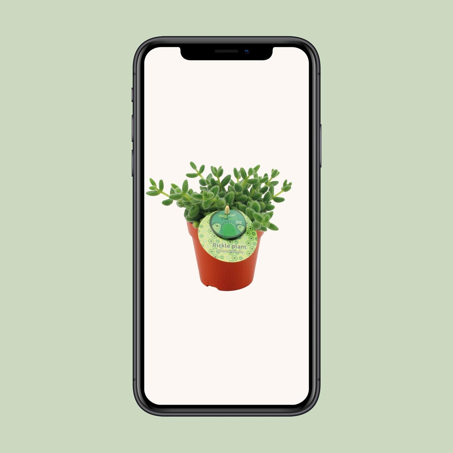 Delosperma Echinatum – Pflegeleichte Sukkulente Ø12cm