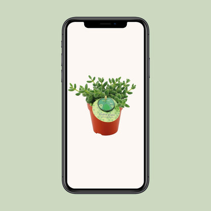 Delosperma Echinatum – Pflegeleichte Sukkulente Ø12cm