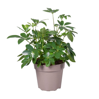 Schefflera Arboricola – Pflegeleichte Zimmerpflanze Ø15cm