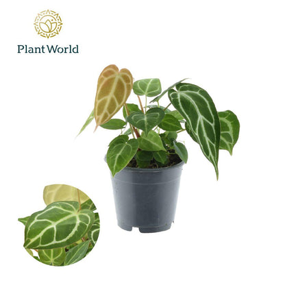 Anthurium Chrystallinum – Pflegeleichte Flamingoblume Ø12cm