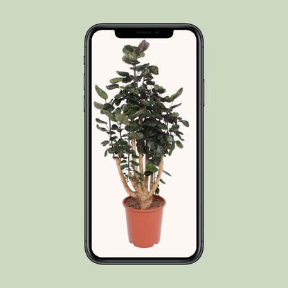 Polyscias Fabian – Pflegeleichte Zimmerpflanze Ø27cm, 130cm hoch