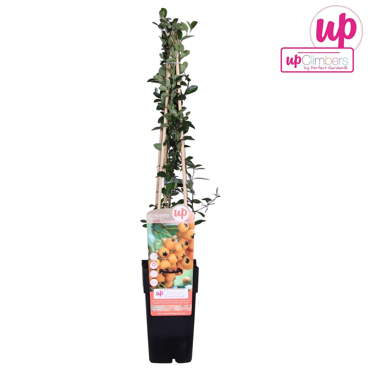 Pyracantha 'Soleil dOr' – Robuster Zierstrauch mit Beeren