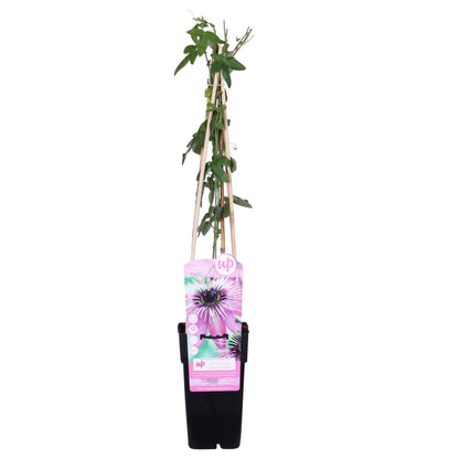 Passionsblume 'Purple Haze' – Exotische Kletterpflanze Ø15cm
