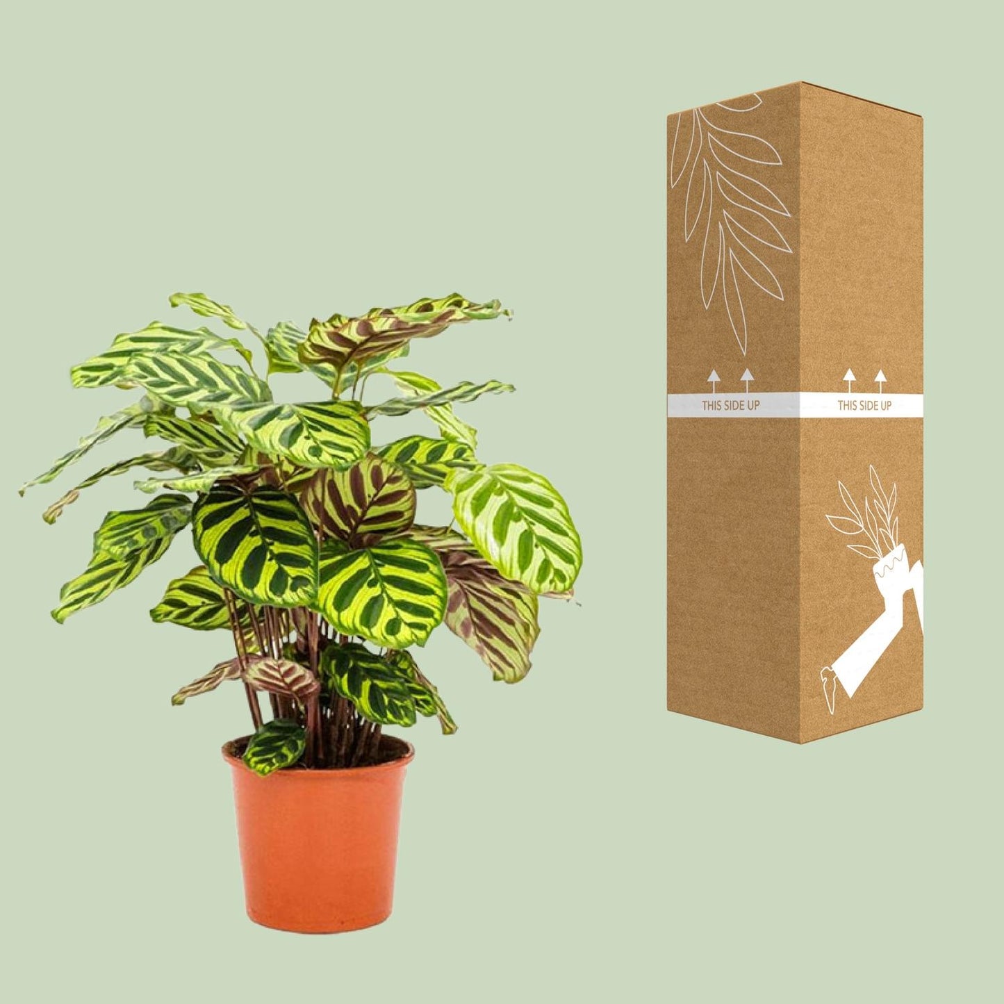 Calathea Makoyana – Exotische, pflegeleichte Zimmerpflanze Ø14cm