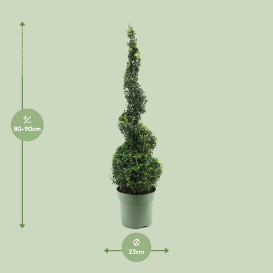 Buchsbaum Spirale 90 cm – Pflegeleicht & Robust