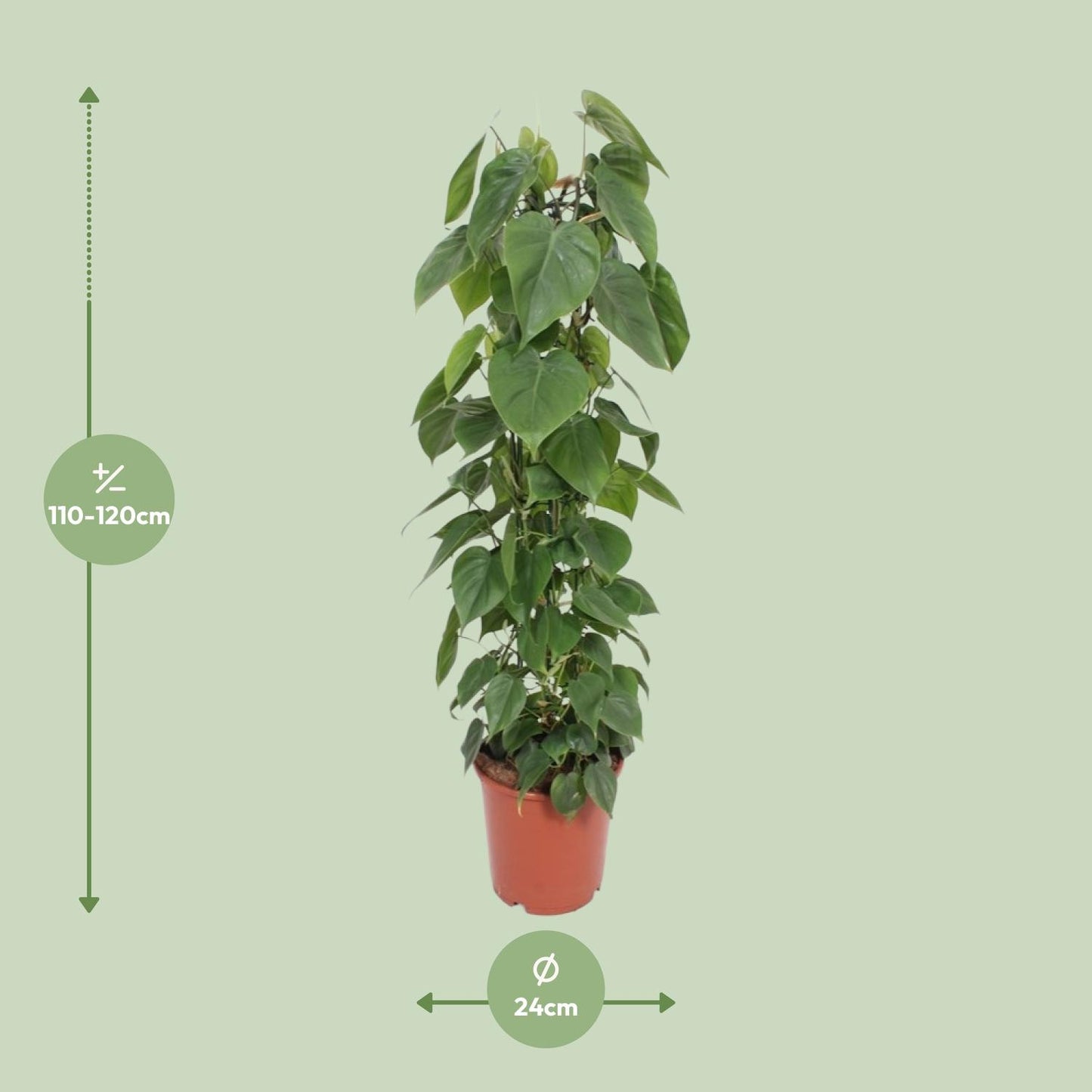 Philodendron Scandens – Pflegeleichte Kletter-Zimmerpflanze Ø24cm