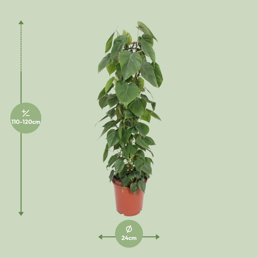 Philodendron Scandens – Pflegeleichte Kletter-Zimmerpflanze Ø24cm