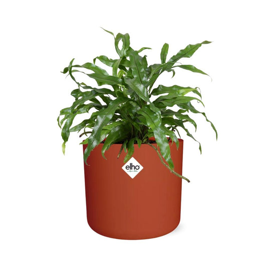 Microsorum Diversifolium – Kängurufarn im ELHO b.for soft Rond 14cm