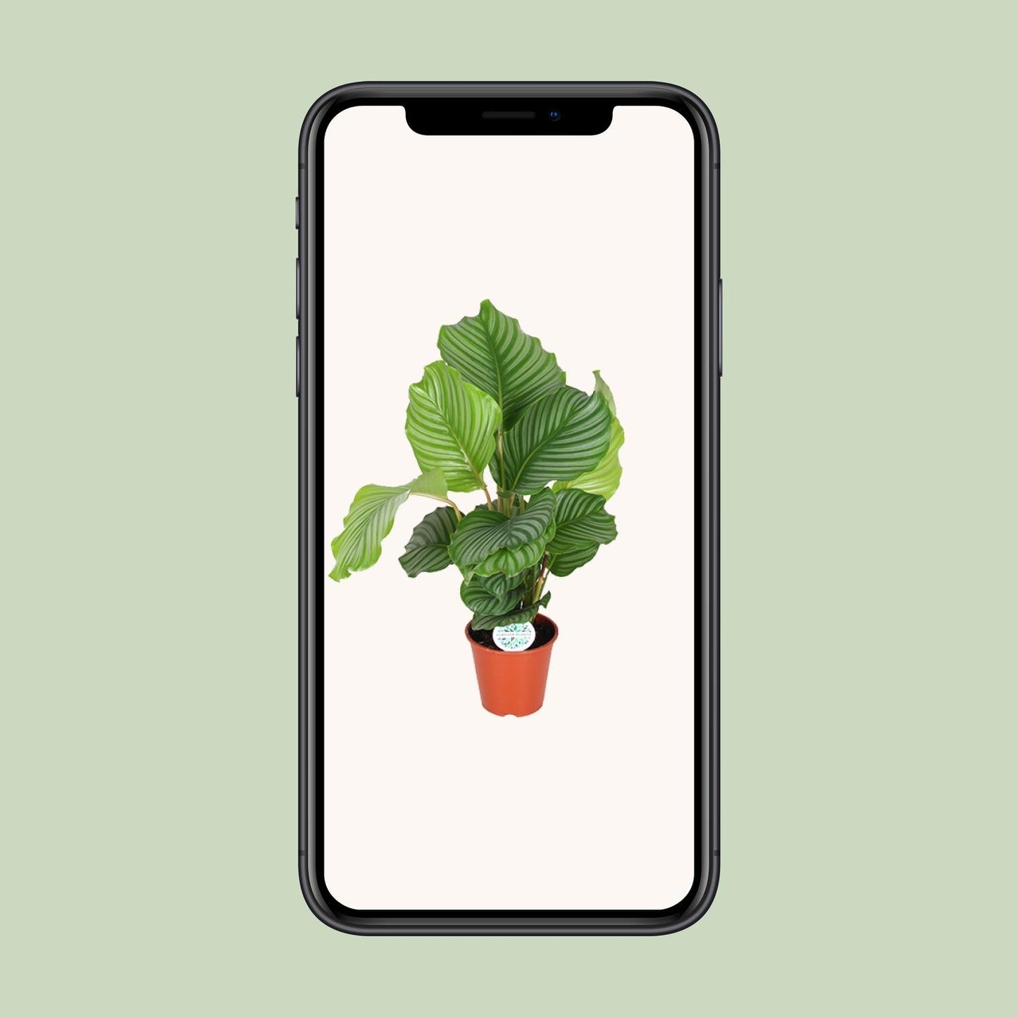 Calathea Orbifolia – Exotische Zimmerpflanze Ø17cm