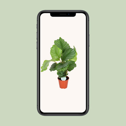 Calathea Orbifolia – Exotische Zimmerpflanze Ø17cm