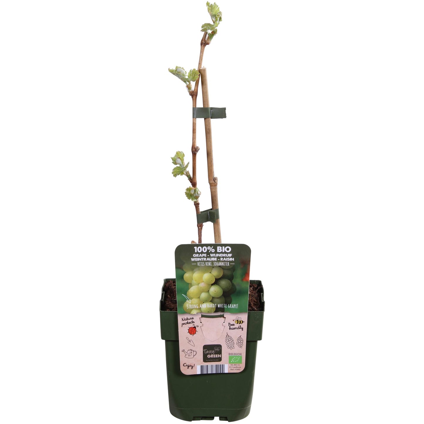Vitis vinifera 'Johanniter' – Weiße Weinrebe Ø13cm, pflegeleicht & robust