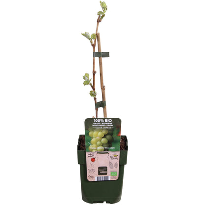 Vitis vinifera 'Johanniter' – Weiße Weinrebe Ø13cm, pflegeleicht & robust