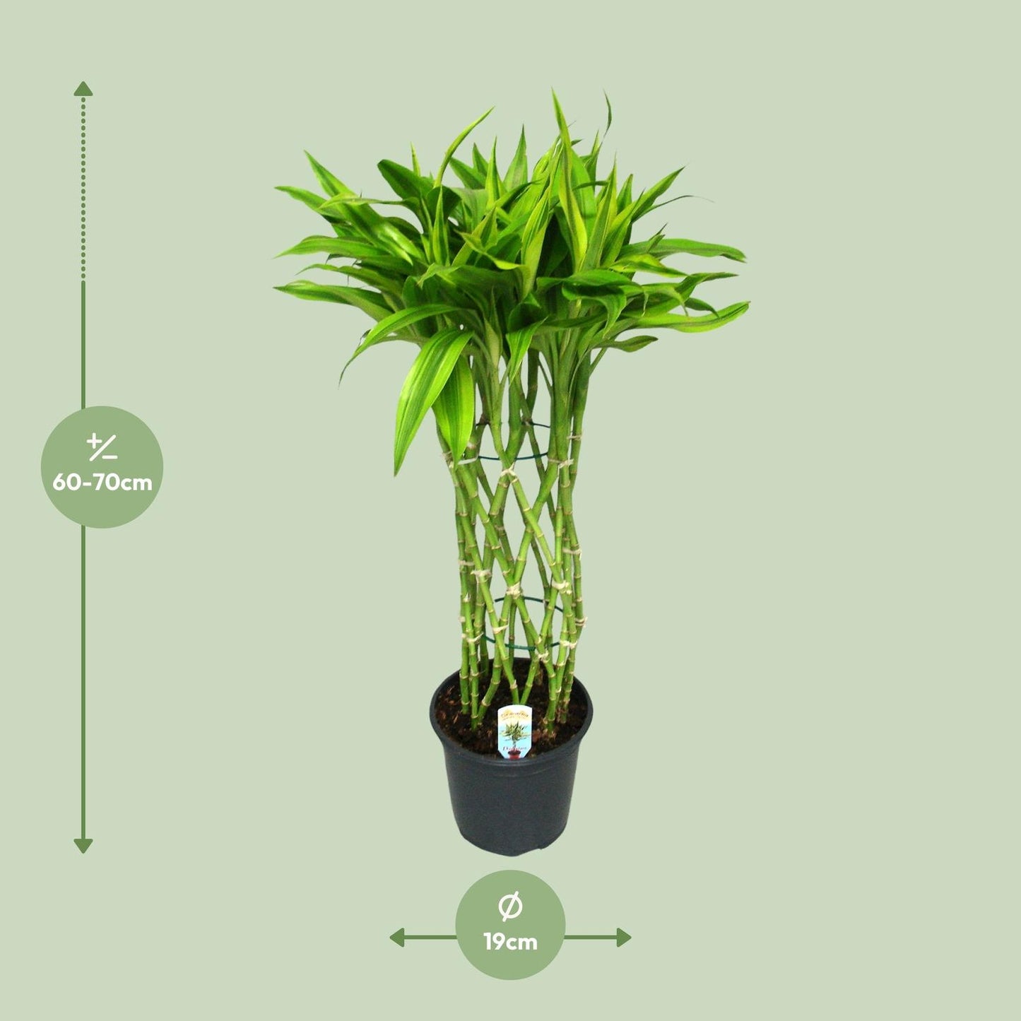 Drachenbaum Gold – Pflegeleichte Zimmerpflanze 70 cm