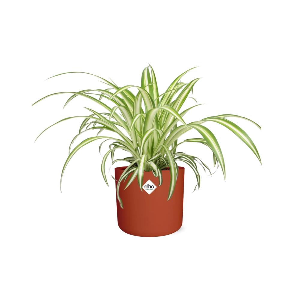 Chlorophytum Comosum Variegatum in ELHO b.for soft rond 14cm brique