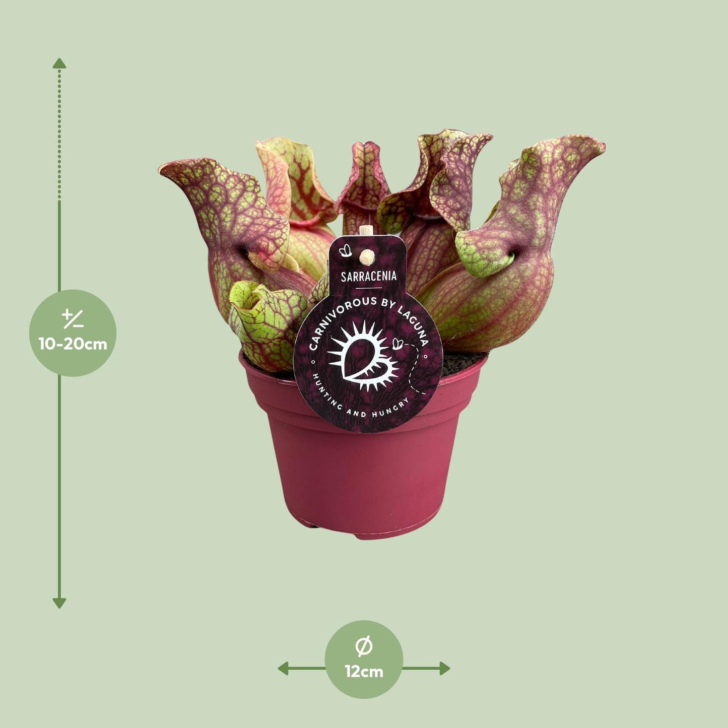 Sarracenia Venosa – Kesselförmige Schlauchpflanze Ø12cm