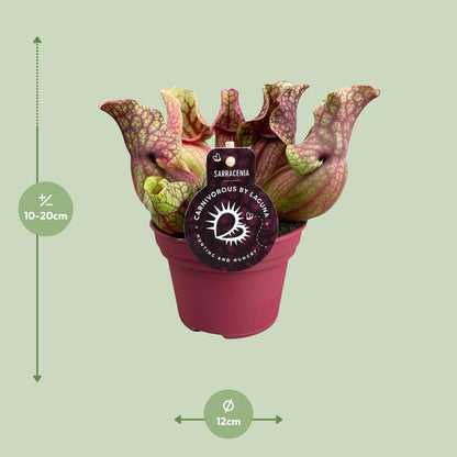 Sarracenia Venosa – Kesselförmige Schlauchpflanze Ø12cm