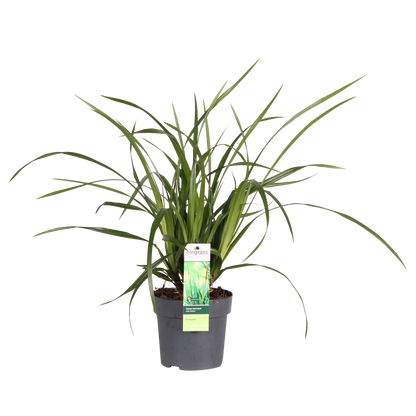 Carex morrowii Irish Green – Robust & Immergrün