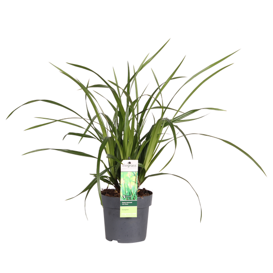Carex morrowii Irish Green – Robust & Immergrün