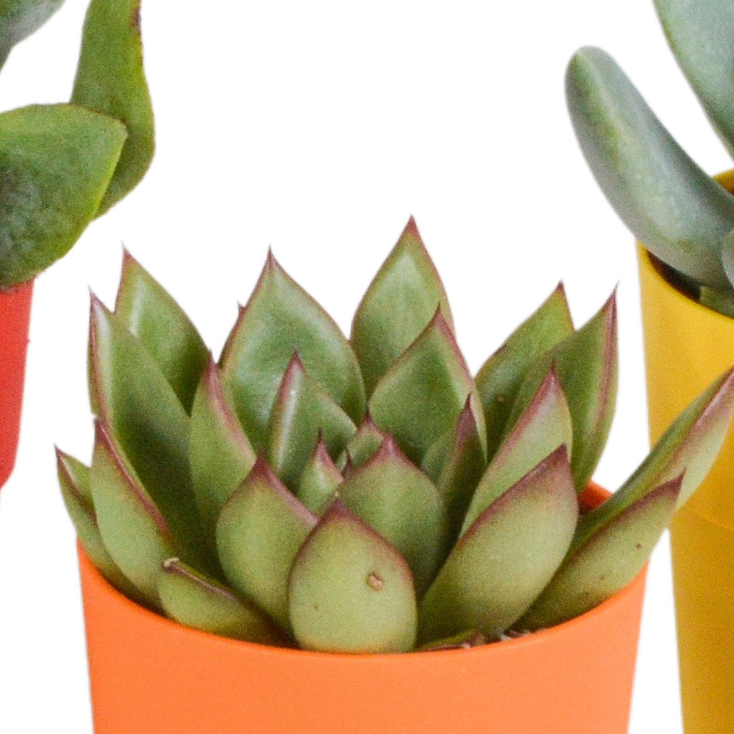 Vetplanten-Mischung 5er Set in farbigem Kunststofftopf