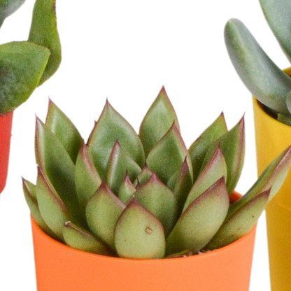 Vetplanten-Mischung 5er Set in farbigem Kunststofftopf