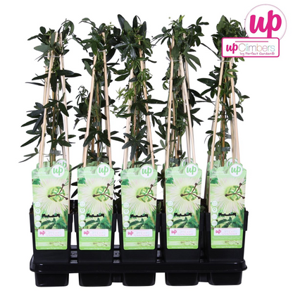Weiße Passionsblume 'Constance Elliot' – Kletterpflanze Ø15cm