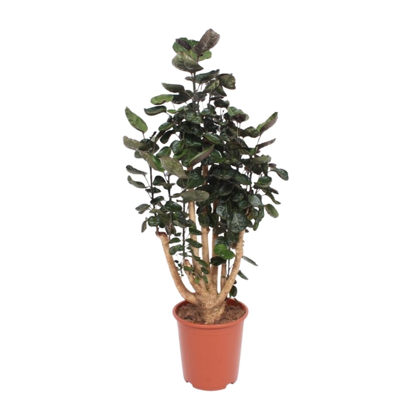 Polyscias Fabian – Pflegeleichte Zimmerpflanze Ø27cm, 130cm hoch
